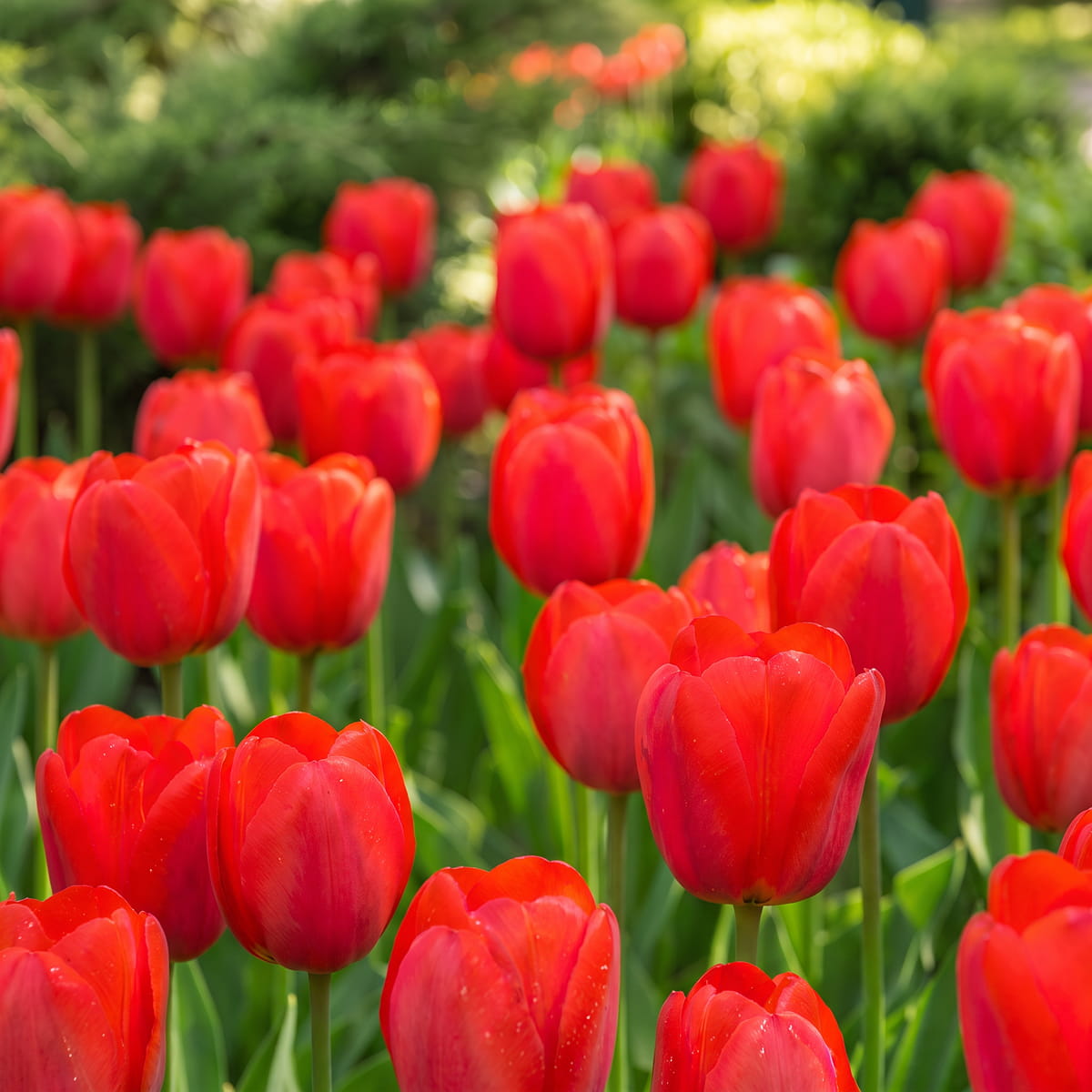 Tulip Red Impression - for Sale Tulip Red Impression