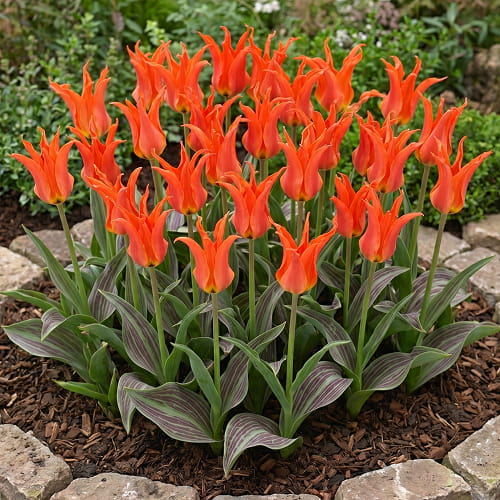 Tulip Rigas Barikades - for Sale Tulip Rigas Barikades