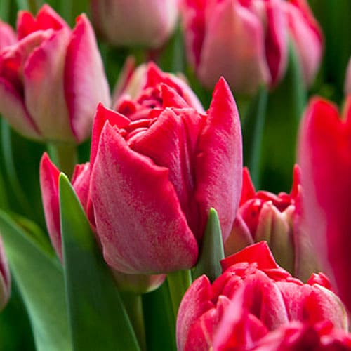 Tulip Robinho - for Sale Tulip Robinho