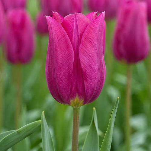 Tulpen Rogina - for Sale Tulpen Rogina