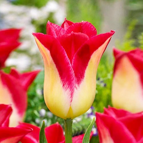 Tulip Romano - for Sale Tulip Romano