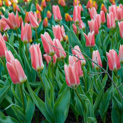 Tulip Rosy Dream - for Sale Tulip Rosy Dream