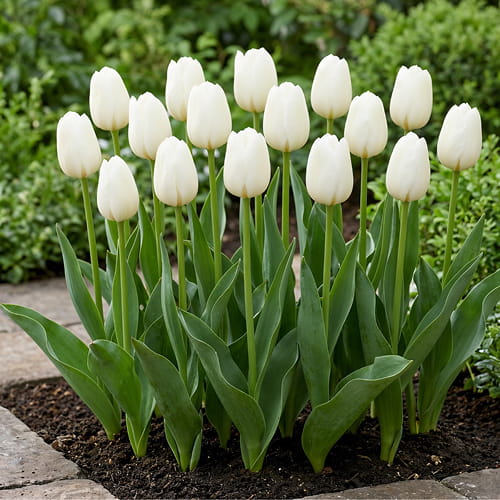 Tulip Royal Virgin - for Sale Tulip Royal Virgin