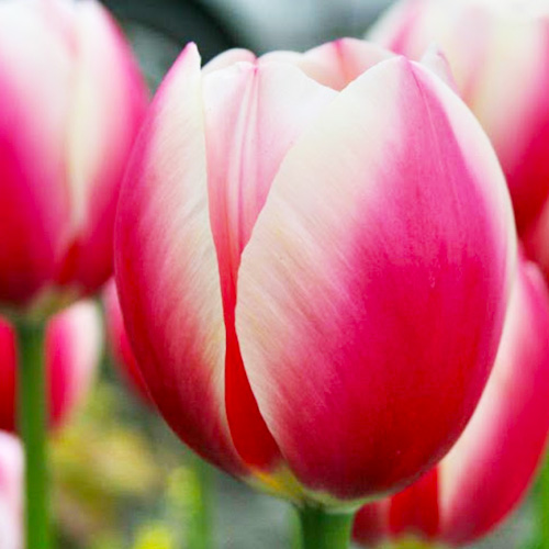 Tulip Russian Princess - for Sale Tulip Russian Princess