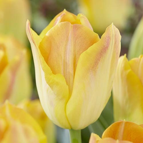 Tulip Salmon Dynasty - for Sale Tulip Salmon Dynasty