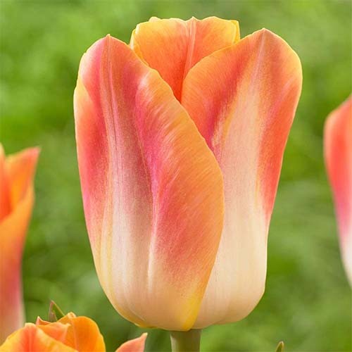 Tulip Salmon Dynasty - for Sale Tulip Salmon Dynasty