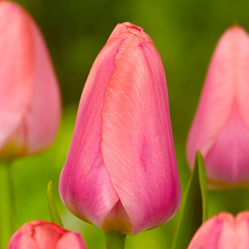 Tulip Salmon Pearl - for Sale Tulip Salmon Pearl