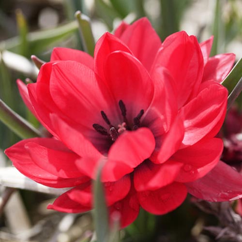Tulip Samantha - for Sale Tulip Samantha