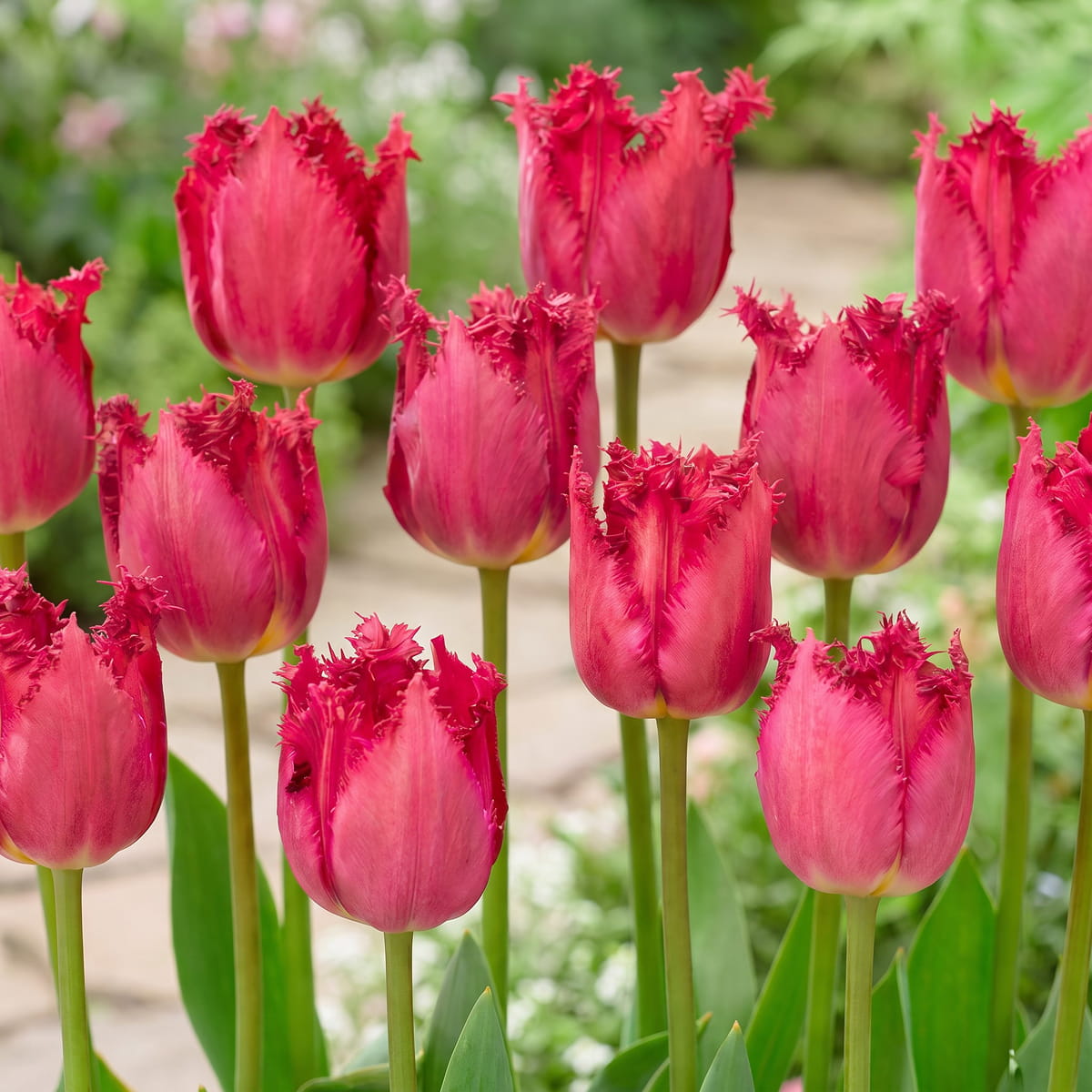 Tulip San Christina - for Sale Tulip San Christina