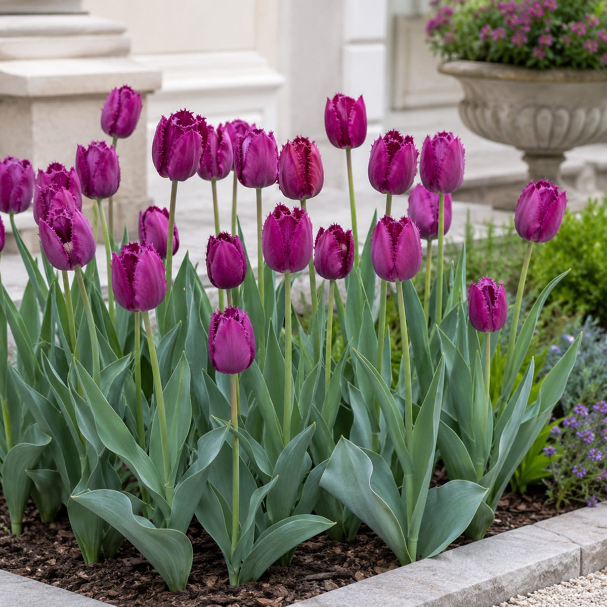 Tulip San Clemente - for Sale Tulip San Clemente