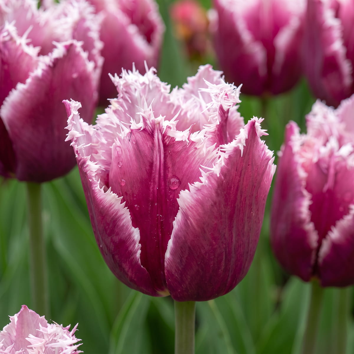 Tulip San Martin - for Sale Tulip San Martin
