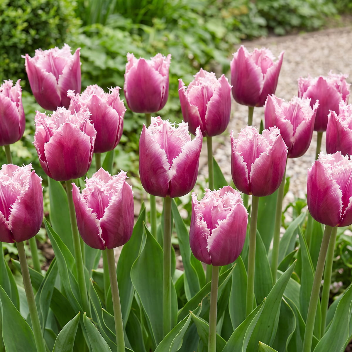 Tulip San Martin - for Sale Tulip San Martin