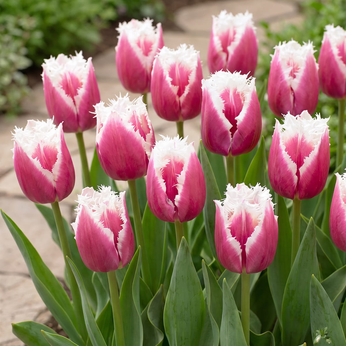 Tulip San Stefano - for Sale Tulip San Stefano