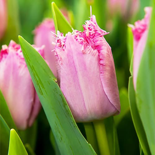 Tulip Santander - for Sale Tulip Santander