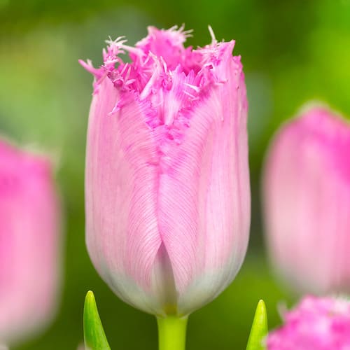 Tulip Santander - for Sale Tulip Santander