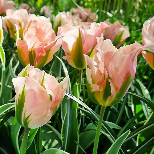 Tulip Сhina Town - for Sale Tulip Сhina Town