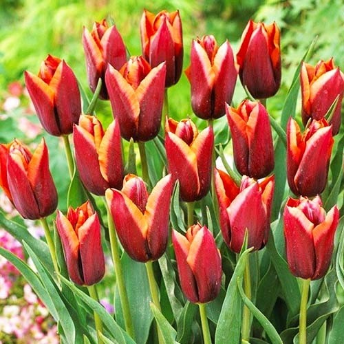 Tulip Slawa - for Sale Tulip Slawa