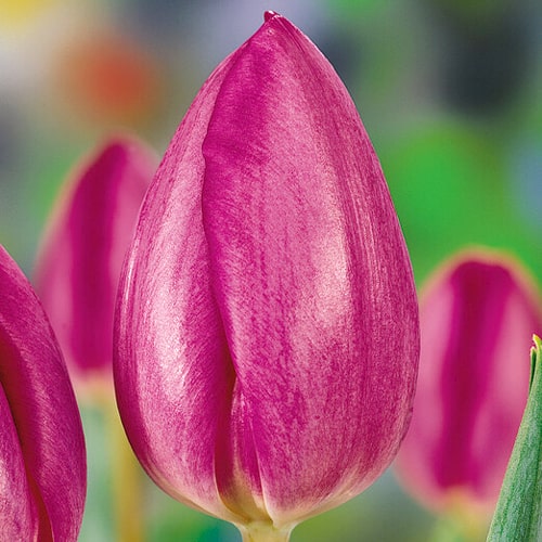Tulipe Sogetsu - for Sale Tulipe Sogetsu