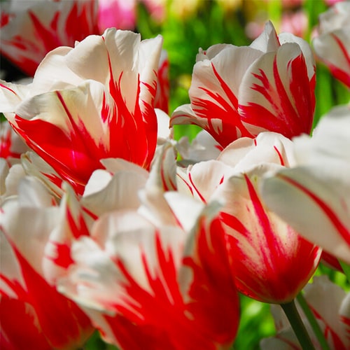 Tulip Sorbet - for Sale Tulip Sorbet