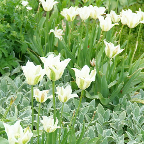 Tulip Spring Green - for Sale Tulip Spring Green