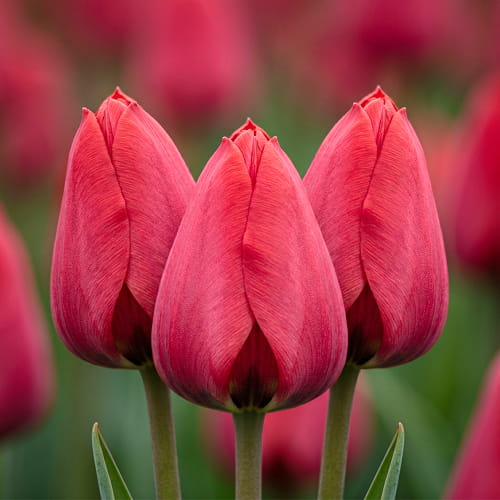 Tulipe Spryng Tide - for Sale Tulipe Spryng Tide
