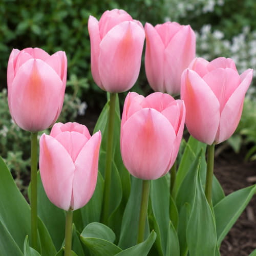 Tulipa Sweet Sixteen - for Sale Tulipa Sweet Sixteen