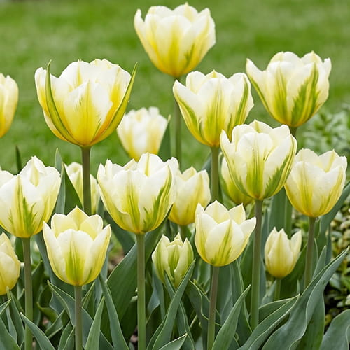 Tulip Sweet Valley - for Sale Tulip Sweet Valley