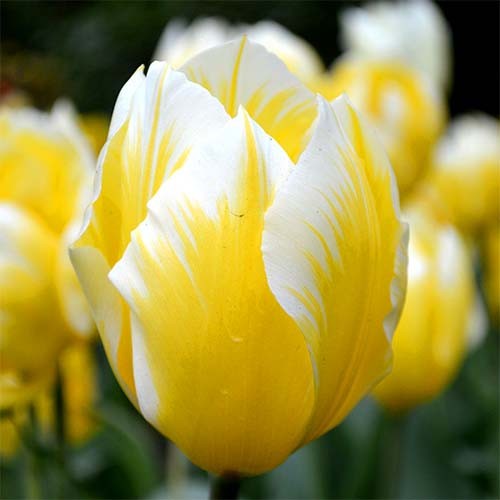 Tulip Sweetheart - for Sale Tulip Sweetheart