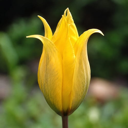 Tulip Sylvestris - for Sale Tulip Sylvestris
