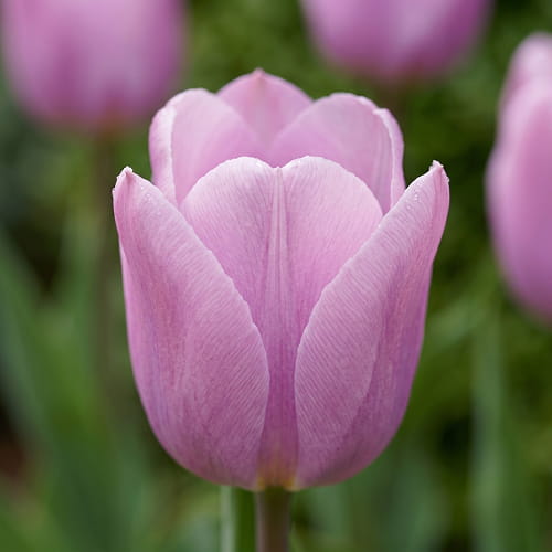 Tulipano Synaeda Amor - for Sale Tulipano Synaeda Amor