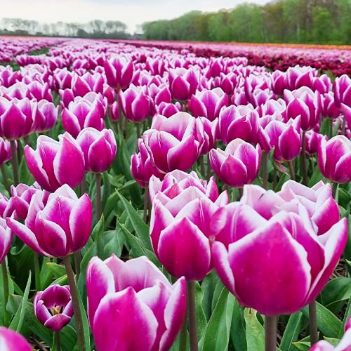 Tulip Synaeda Blue - for Sale Tulip Synaeda Blue