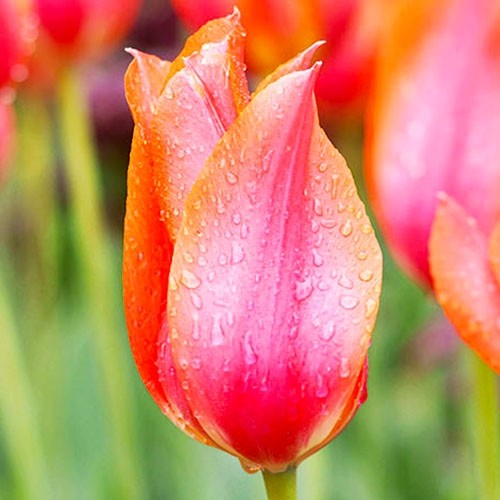 Tulip Temple of Beauty - for Sale Tulip Temple of Beauty