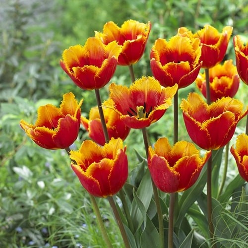 Tulip Tiano - for Sale Tulip Tiano
