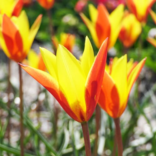 Tulip Clusiana var Chrysantha Tubergens Gem - for Sale Tulip Clusiana var Chrysantha Tubergens Gem