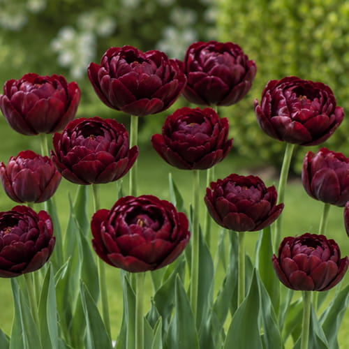 Tulipe Uncle Tom - for Sale Tulipe Uncle Tom