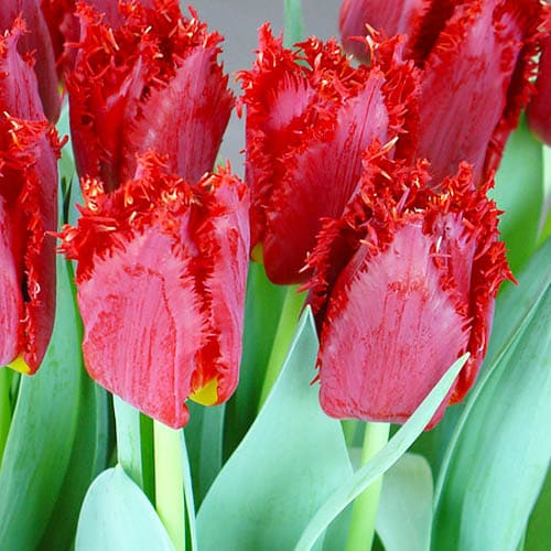 Tulip Valery Gergiev - for Sale Tulip Valery Gergiev
