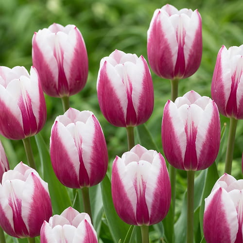 Tulip Valeska - for Sale Tulip Valeska