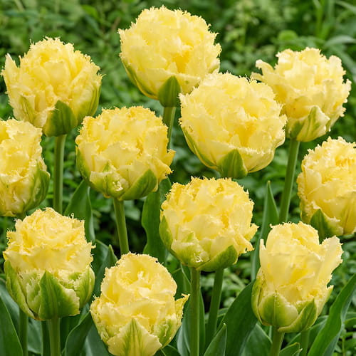 Tulip Vanilla Dance - for Sale Tulip Vanilla Dance