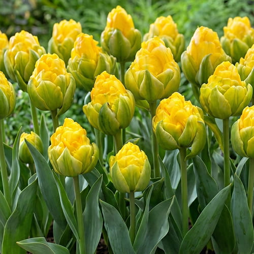 Tulip Vanille Coup - for Sale Tulip Vanille Coup