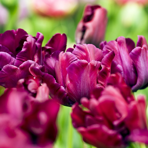 Tulip Victorias Secret - for Sale Tulip Victorias Secret