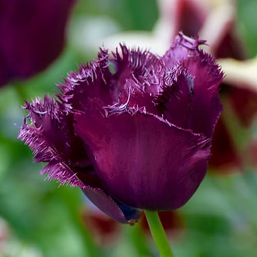 Tulip Vincent van Gogh - for Sale Tulip Vincent van Gogh