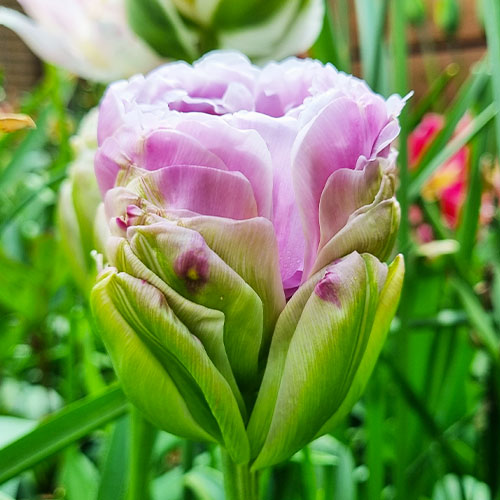 Tulip Violet Pranaa - for Sale Tulip Violet Pranaa