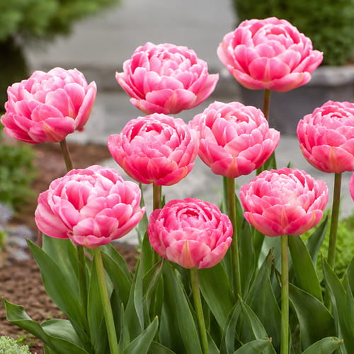 Tulipe Vogue - for Sale Tulipe Vogue