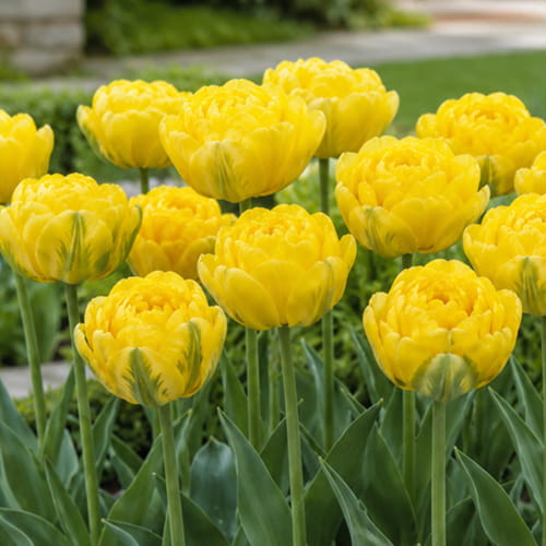 Tulip Vulcan Dor - for Sale Tulip Vulcan Dor