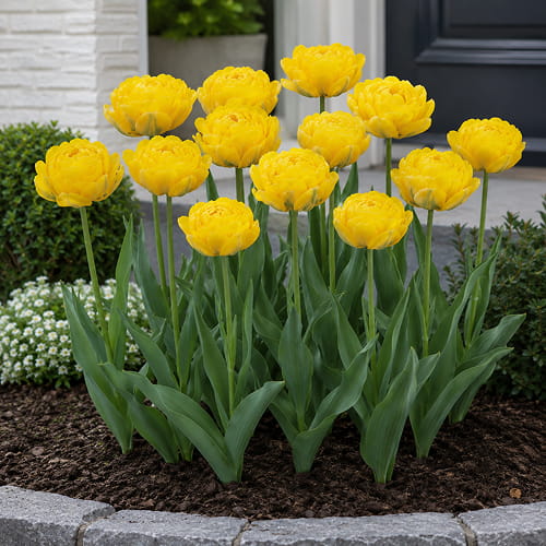 Tulip Vulcan Dor - for Sale Tulip Vulcan Dor