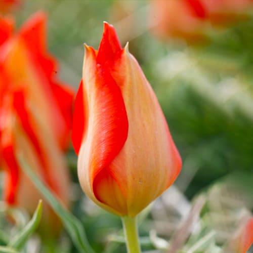 Tulip Vvedenskyi Tangerine Beauty - for Sale Tulip Vvedenskyi Tangerine Beauty
