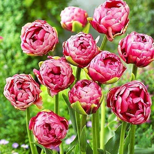 Tulip Wedding Gift - for Sale Tulip Wedding Gift