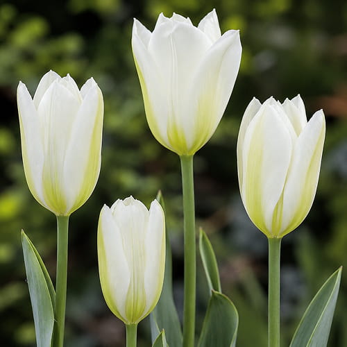 Tulipan Purissima - for Sale Tulipan Purissima
