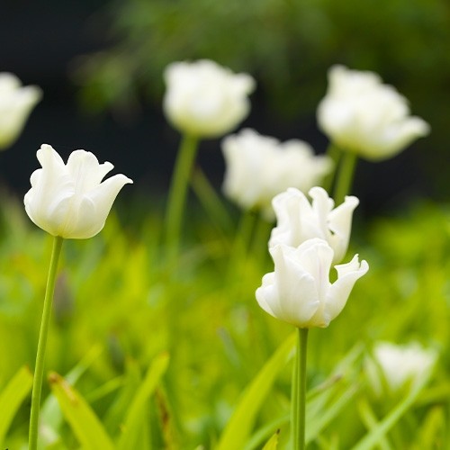 Tulp White Liberstar - for Sale Tulp White Liberstar