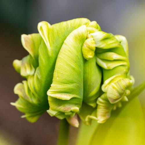Tulip White Parrot - for Sale Tulip White Parrot